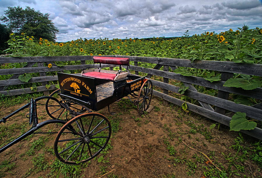 Buttonwood Wagon Photograph by Andrea Galiffi