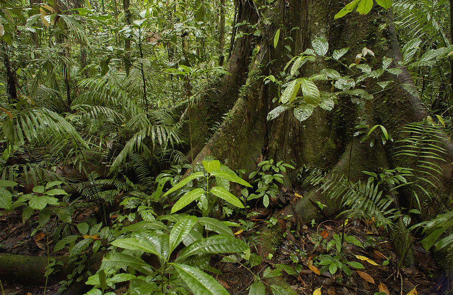 Buttress Roots In Rainforest Yasuni Photograph by Pete Oxford
