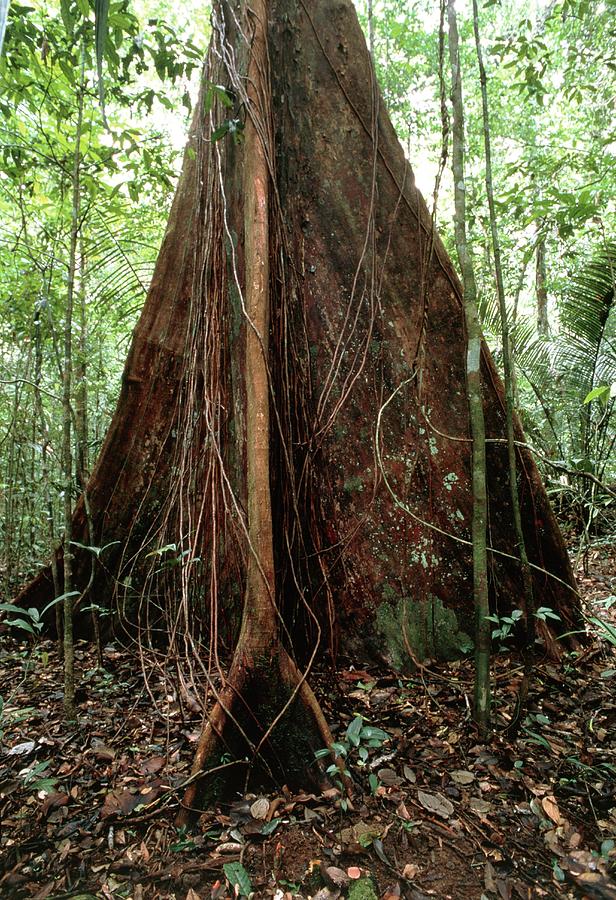 Buttress Roots Of A Rainforest Tree Photograph by Pascal Goetgheluck/science Photo Library