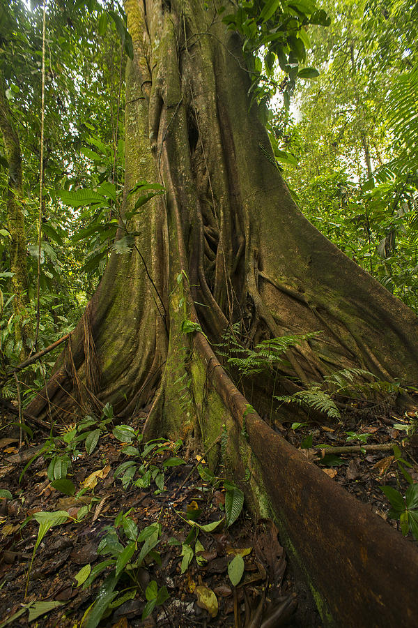 Tree Photograph - Buttressed Fig Root Choco Rainforest by Murray Cooper