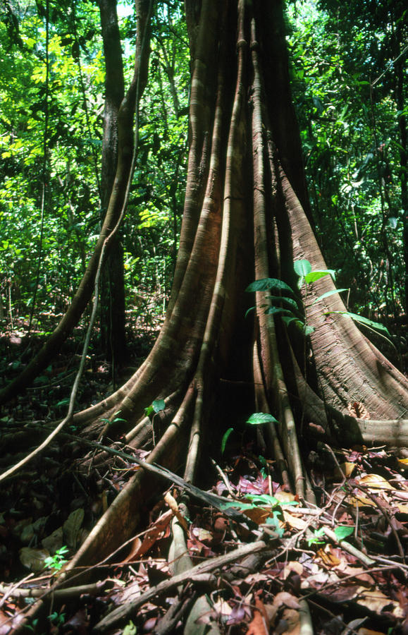 Buttressed Trunk Of Tree In Rain Forest Photograph by Dr Morley Read/science Photo Library