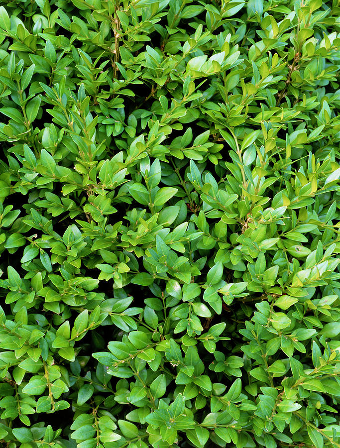 Buxus Sempervirens suffruticosa Photograph by Geoff Kidd/science Photo Library