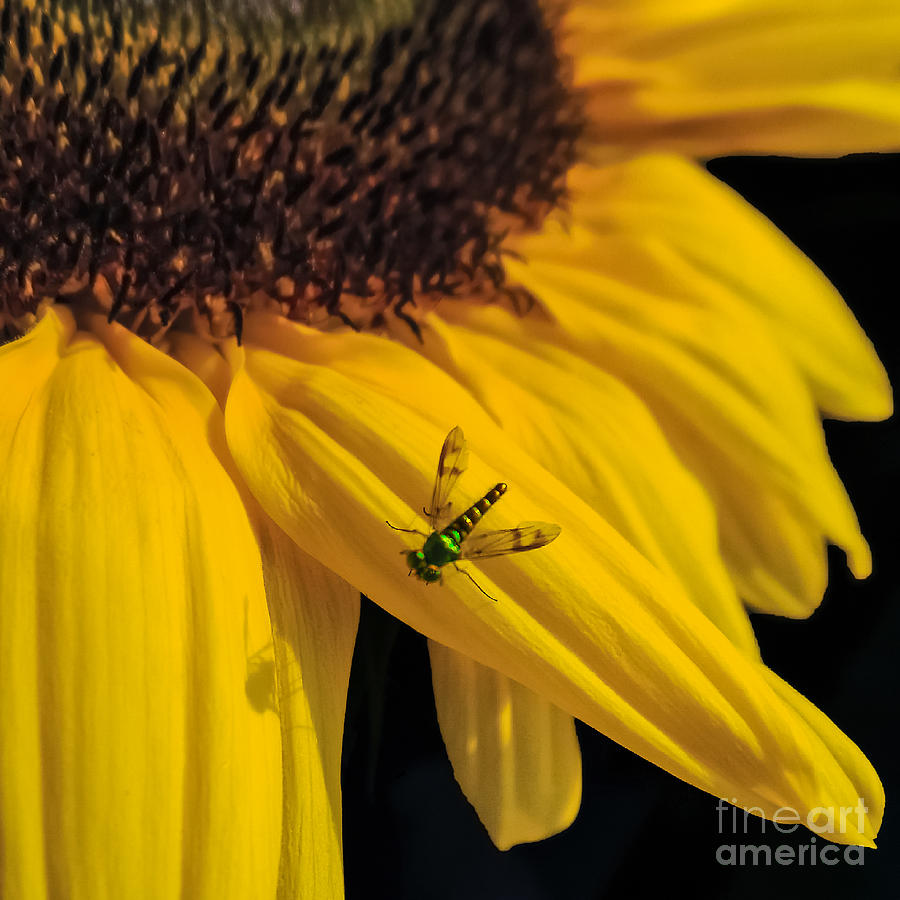 Sunflower Photograph - Buzz Off by Charlie Cliques