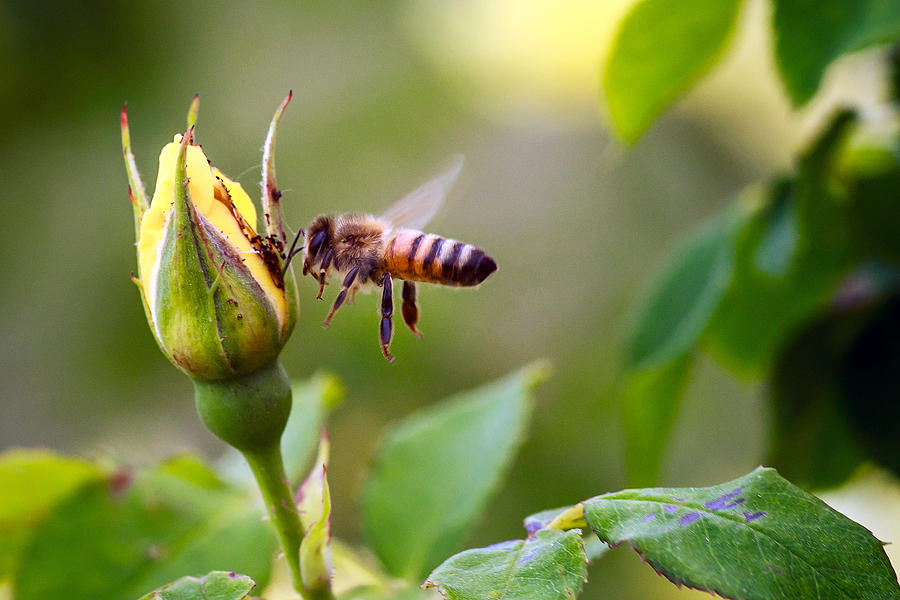 Buzz The Bee Photograph by Sennie Pierson