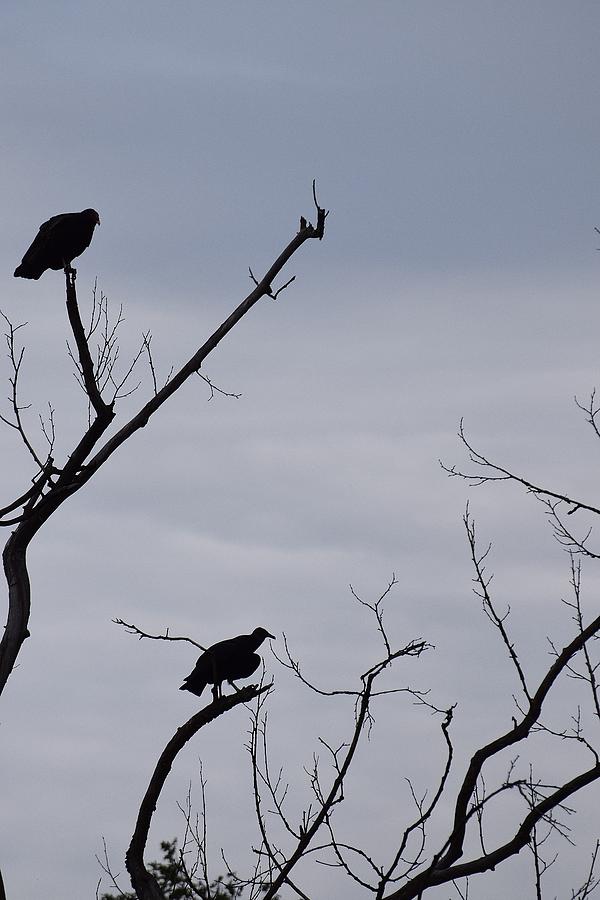 Buzzard Art 3 Photograph by Lawrence Hess | Fine Art America