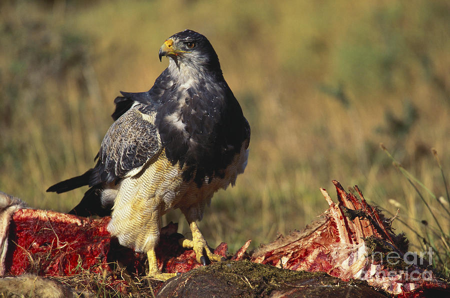 Buzzard Eagle Photograph by Art Wolfe