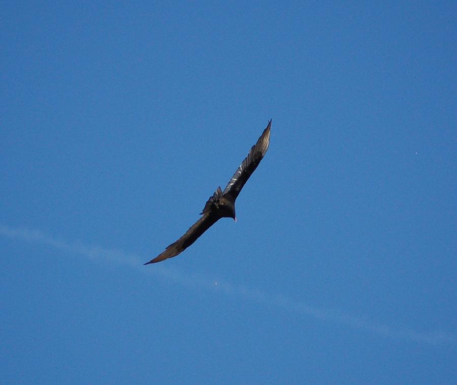 Vulture Flying Photograph - Buzzard Overflight by Linda Brody