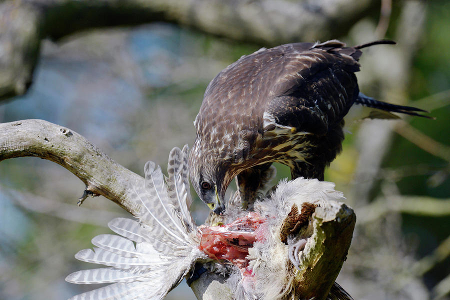 Nature Photograph - Buzzard Preying On A Bird Carcass by Dr P. Marazzi