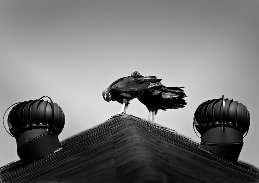 Vulture Photograph - Buzzards 2 by Mark Alder