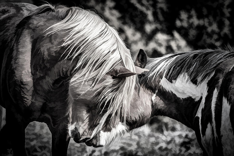 Buzzed Equine Lovers Photograph by Wes and Dotty Weber