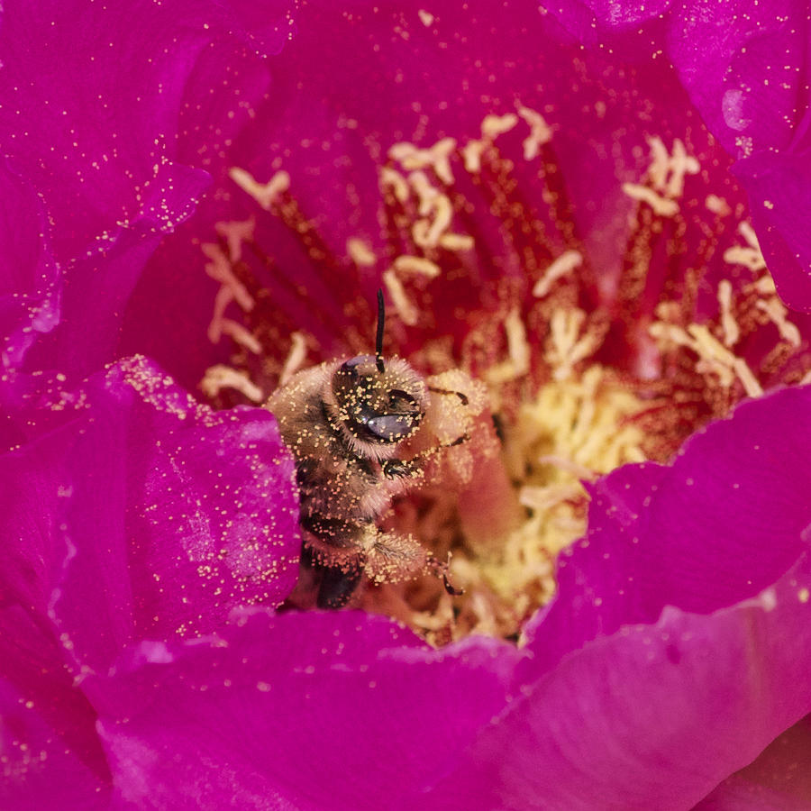 Buzzen in Pollen Photograph by Sandra Selle Rodriguez