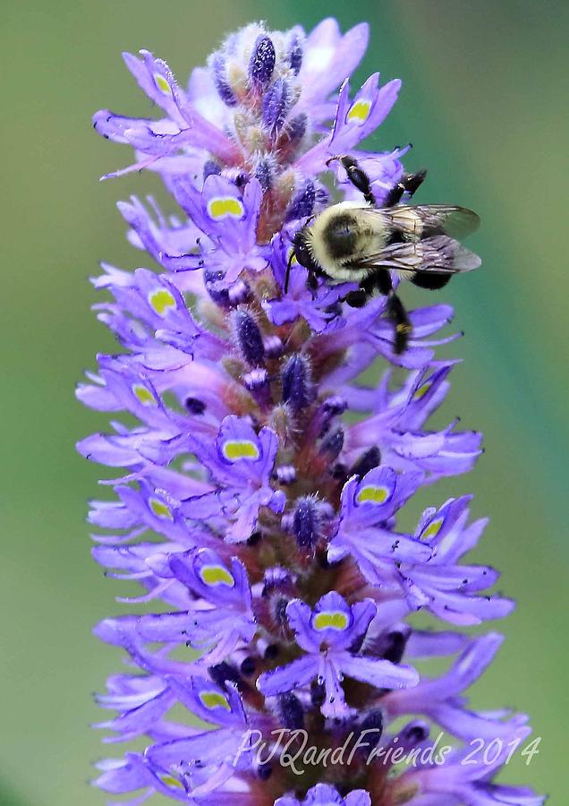Buzzy Bee on Purple Photograph by PJQandFriends Photography