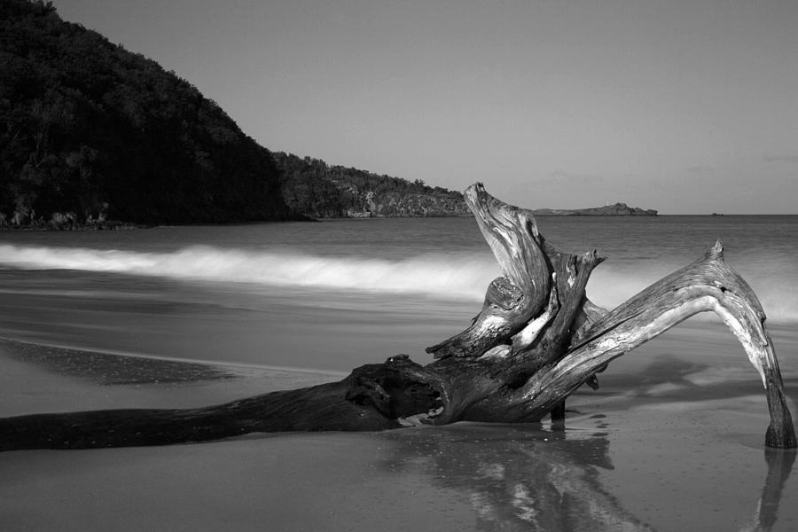 BW Driftwood Photograph by Kim French