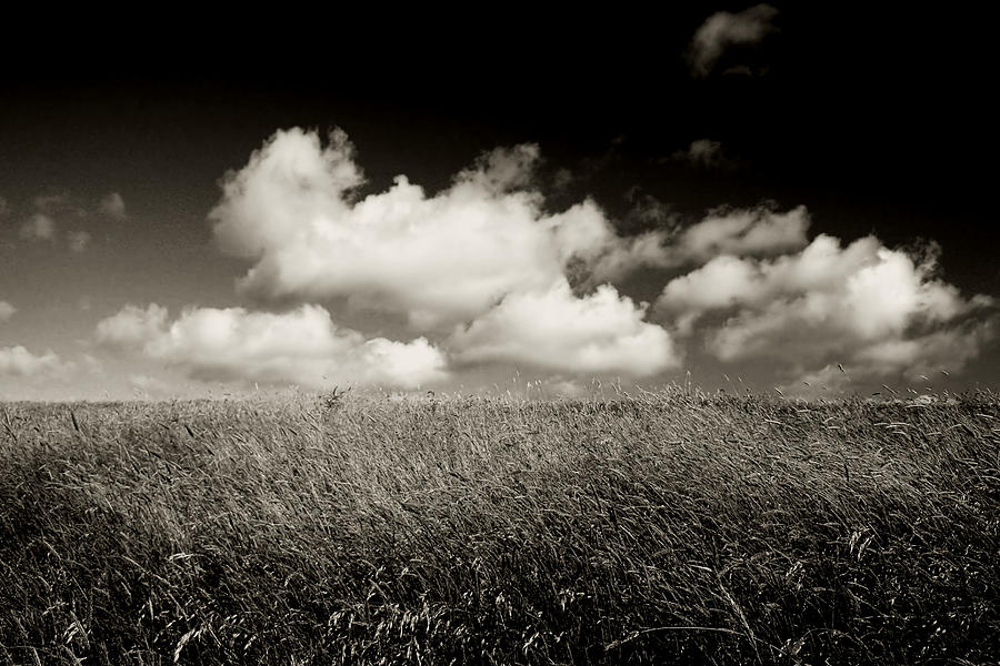 BW Glin Cloud Meadow Photograph by Mark Callanan