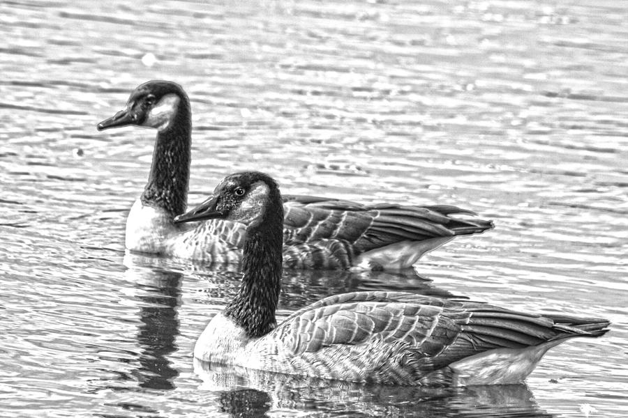 BW HDR Geese on the Pond I Photograph by Lesa Fine