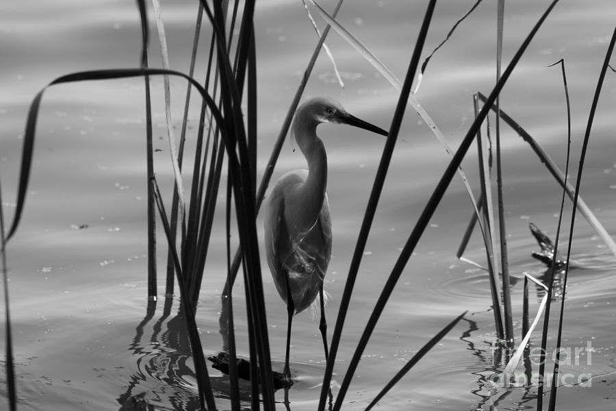 Bird Photograph - BW Reflections by Kristy Ollis