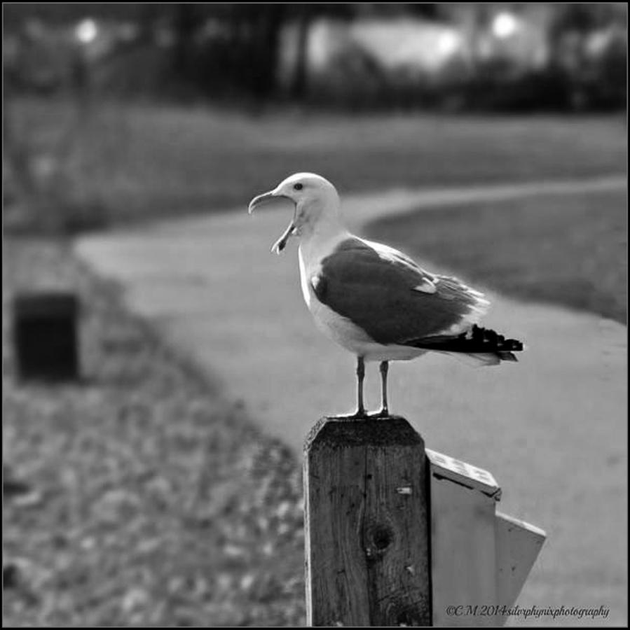 BW Seagull Yawn Photograph by Catherine Melvin | Fine Art America