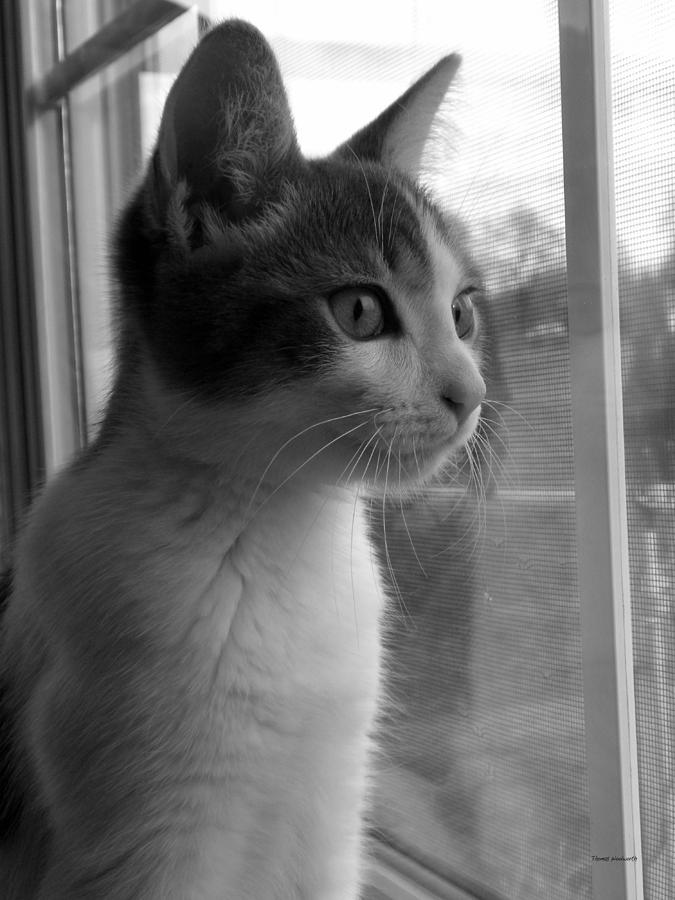 BW The Inquisitive Kitty Jackson Photograph by Thomas Woolworth