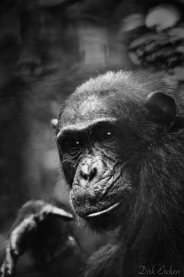 BW wild chimpanzee Photograph by Dirk Ercken