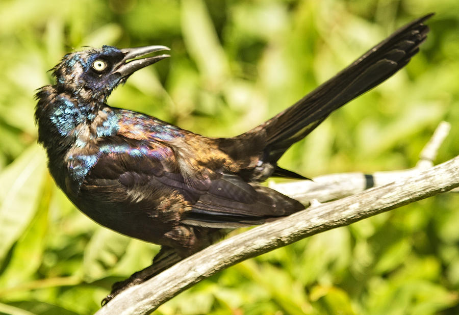 By Beak And Tail It Is A Grackle Photograph by Constantine Gregory