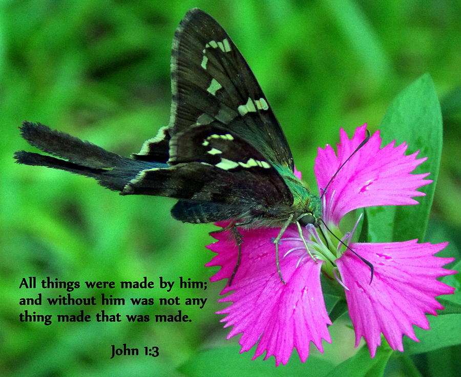 Butterfly Photograph - By Him All Things by Sheri McLeroy