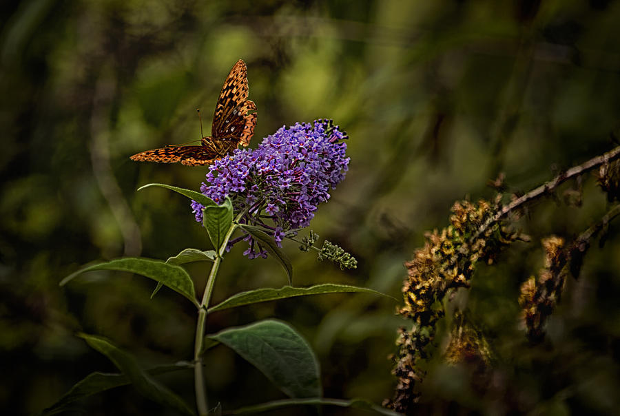By Light of the Butterfly Photograph by Belinda Greb