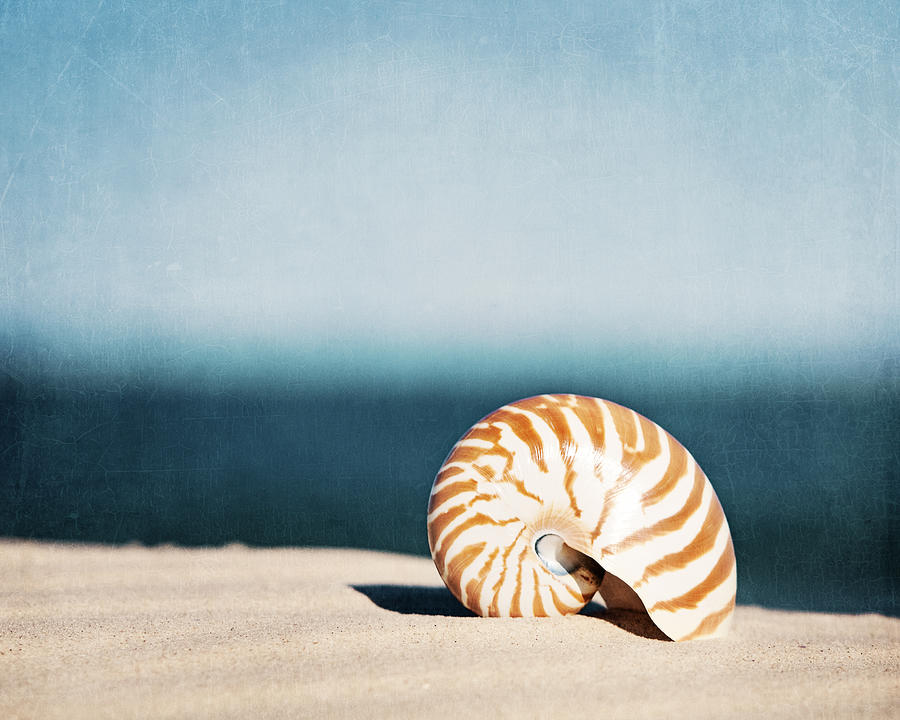 Summer Photograph - By the Blue - Seashell on the Beach by Carolyn Cochrane