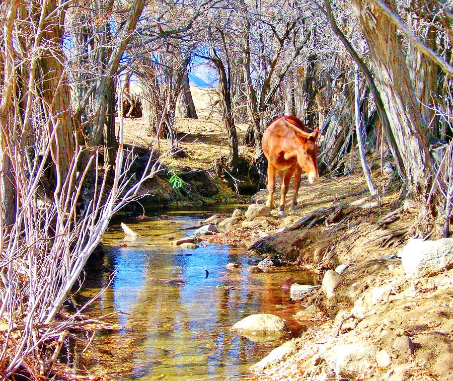 By The Creek Photograph by Marilyn Diaz