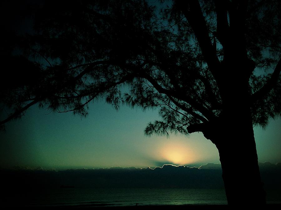 Dawn Photograph - By the old pine the world awakes by Andrew Royston Dawn Photograph - By the old pine the world awakes by Andrew Royston
