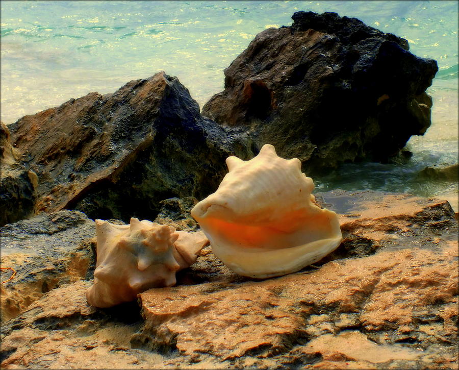 Shell Photograph - BY the SEA by Karen Wiles