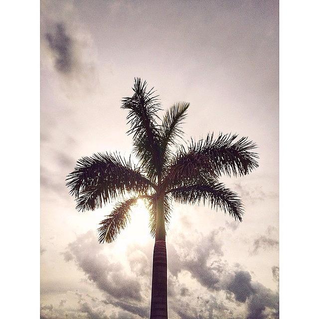 Bye-bye 20 Degrees, Hello Palm Trees! Photograph by Karyn Kelly