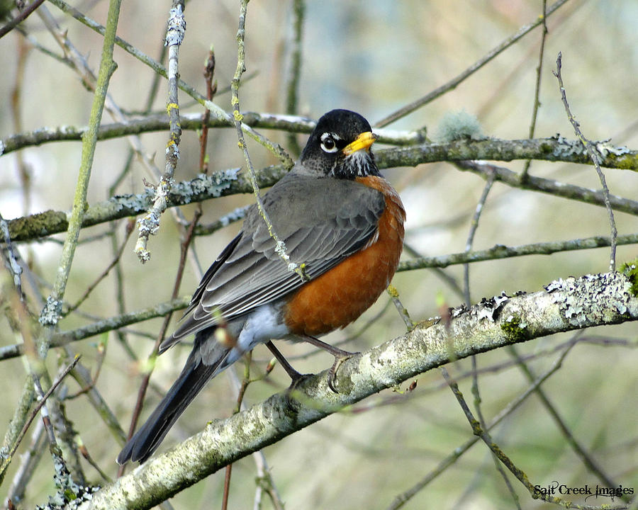 Bye Bye Robin Photograph by Cecily Vermote - Fine Art America