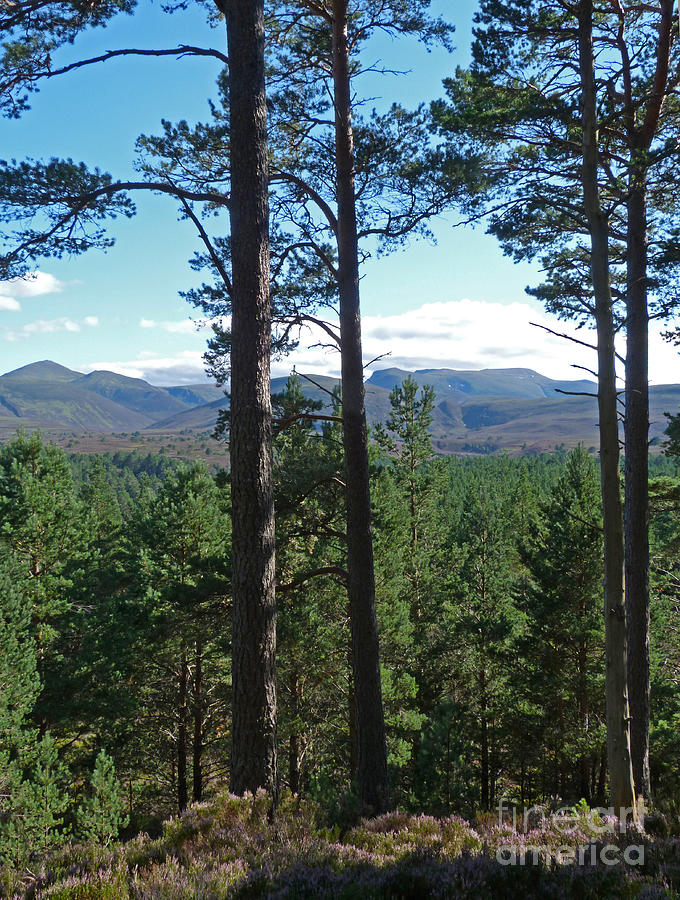 Cairngorms from Abernethy Forest Photograph by Phil Banks