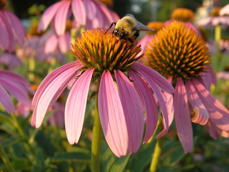 Bzzzy Coneflowers Photograph by Caryl J Bohn
