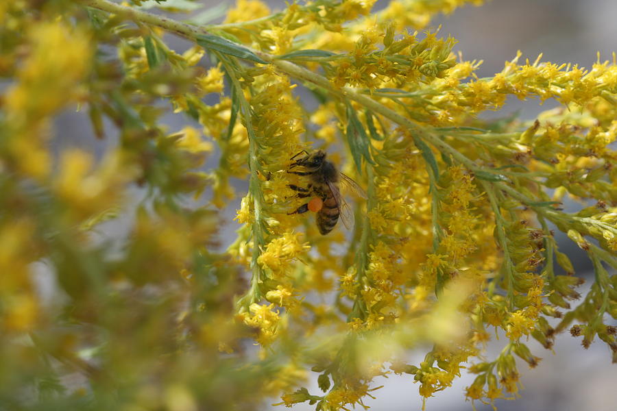 Visiting Bee on Goldenrod Photograph by Valerie Collins