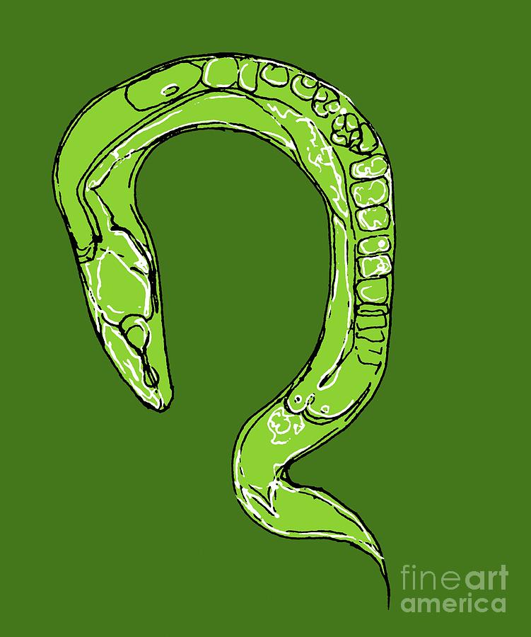 C. Elegans Worm, Illustration Photograph by Claudia Stocker - Fine Art ...