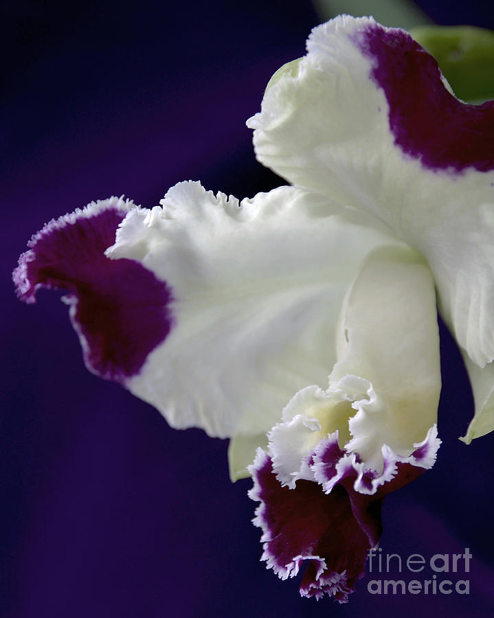 Orchid Photograph - Cattleya Moscombe The King 0466 by Terri Winkler