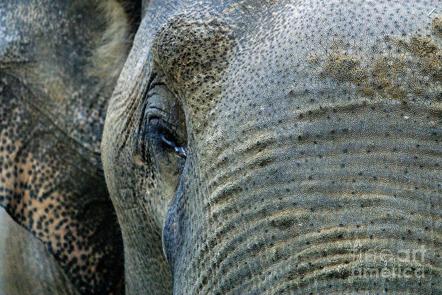 Nature Photograph - C Ribet Elephant Brow by C Ribet