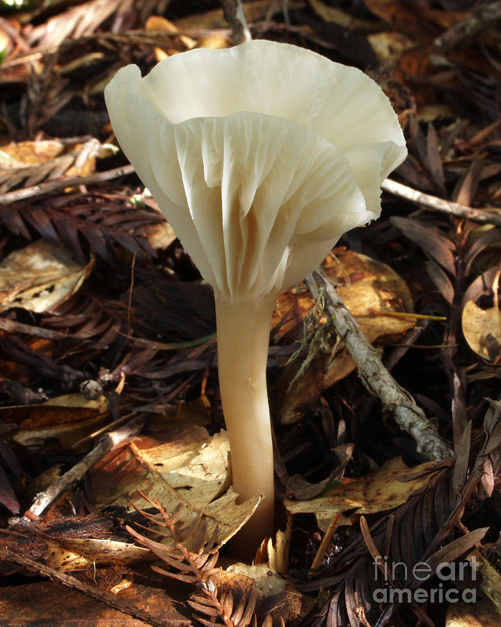 Mushroom Photograph - C Ribet Mushroom and Fungi Art 5301 by C Ribet