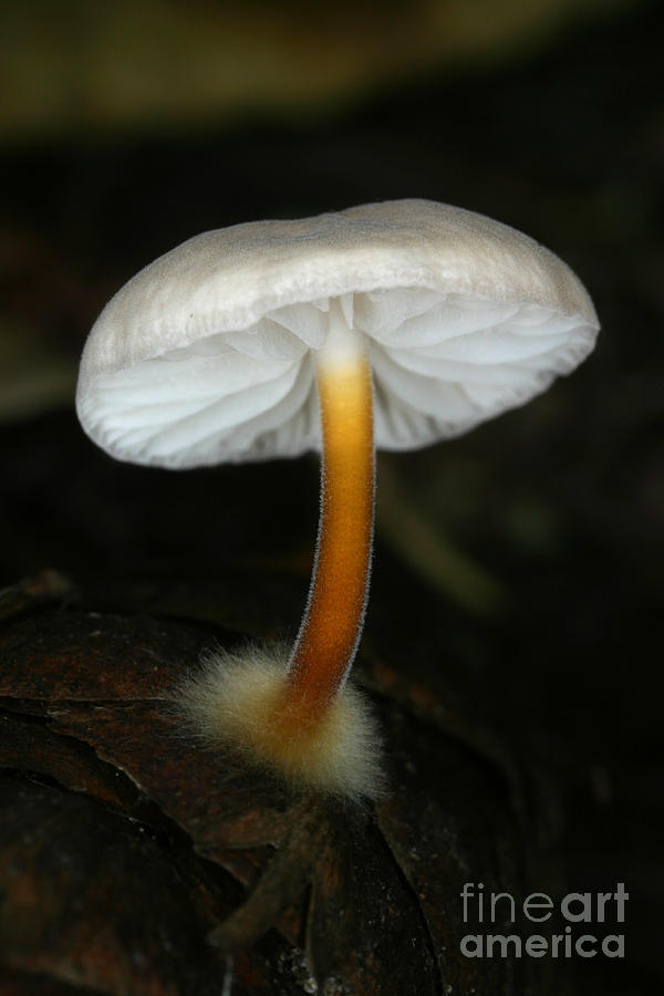Mushroom Photograph - C Ribet Mushroom and Fungi Art Chastity by C Ribet