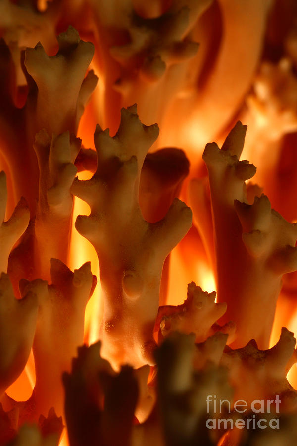 C Ribet Mushroom and Fungi Art From the Flames Photograph by C Ribet