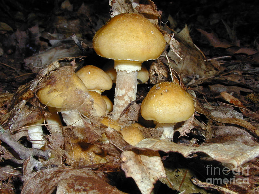 Mushroom Photograph - C Ribet Mushroom and Fungi Art Kinship by C Ribet