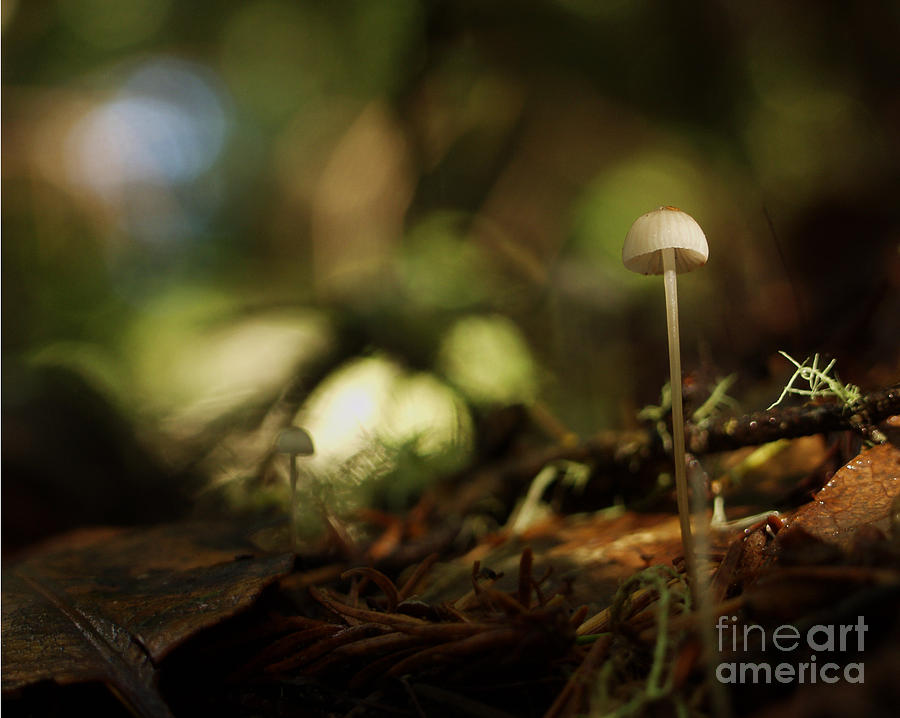 C Ribet Mushroom and Fungi Art Mute Ovation Photograph by C Ribet