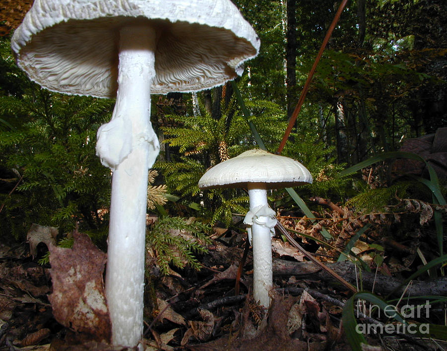 C Ribet Mushroom and Fungi Art Pale Soldiers Photograph by C Ribet
