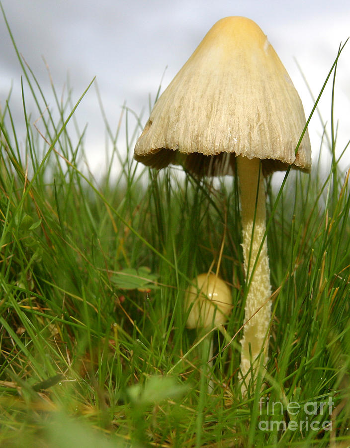 C Ribet Mushroom and Fungus Art 1479 Photograph by C Ribet