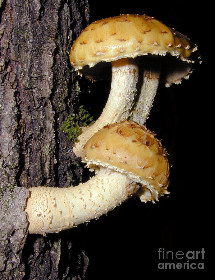 C Ribet Mushroom and Fungus Art Wall Trio Photograph by C Ribet