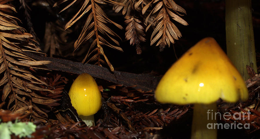 Mushroom Photograph - C Ribet Mushroom Art Forest Caress by C Ribet