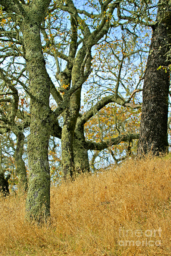 C Ribet Oak Tree Art Napa Summer Hillside Photograph by C Ribet