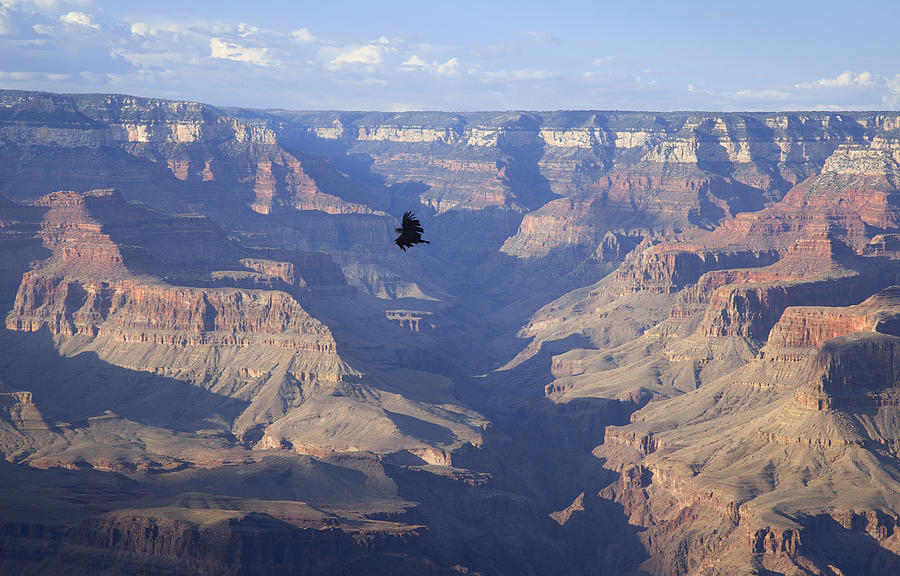 CA Condor soars over the Grand Canyon, South Rim Photograph by Timothy Hearsum
