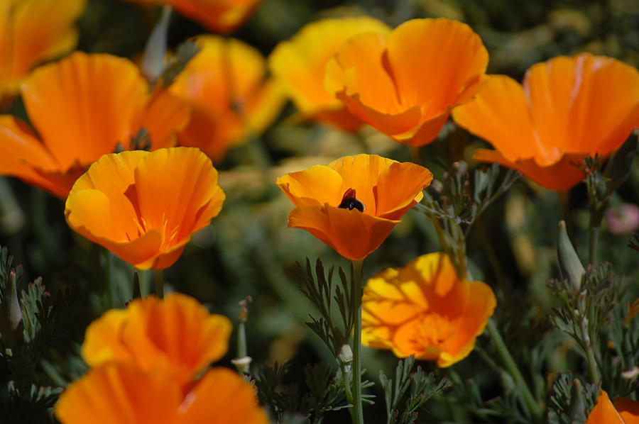 CA poppies 15 Photograph by Barbara Wilson - Pixels